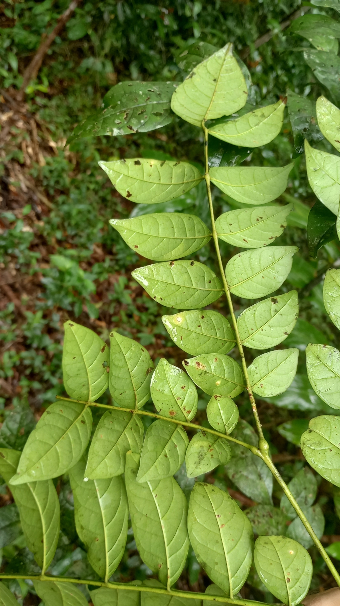 Imagem de Caroba-roxa