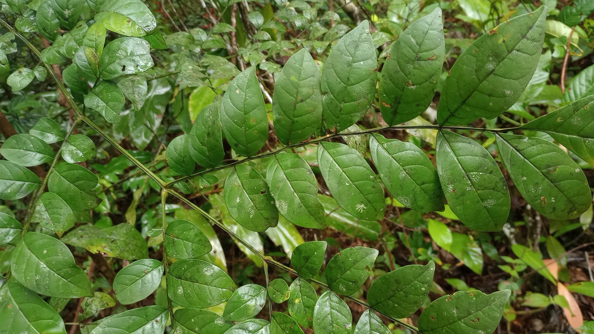 Imagem de Caroba-roxa