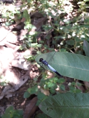 Brachydiplax