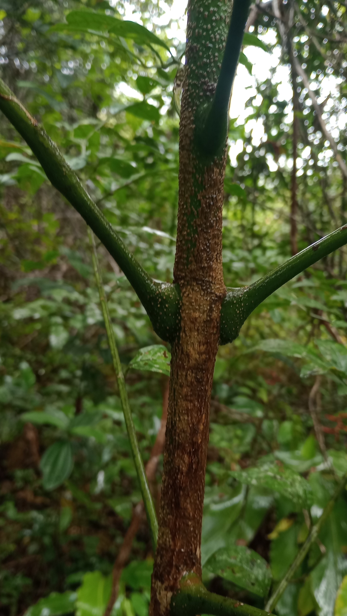 Imagem de Caroba-roxa