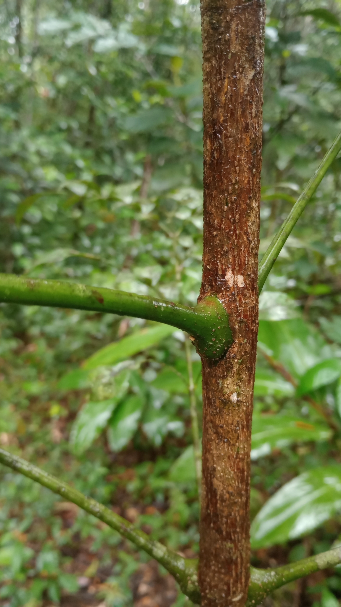 Imagem de Caroba-roxa