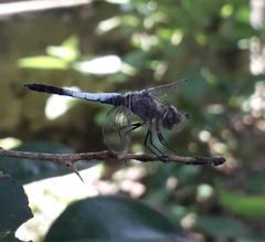 Brachydiplax
