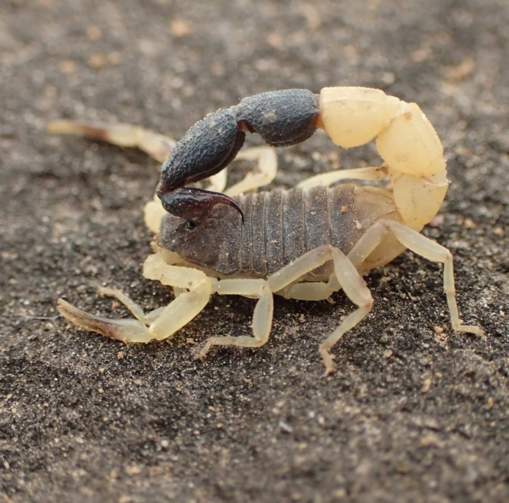 Butheolus gallagheri