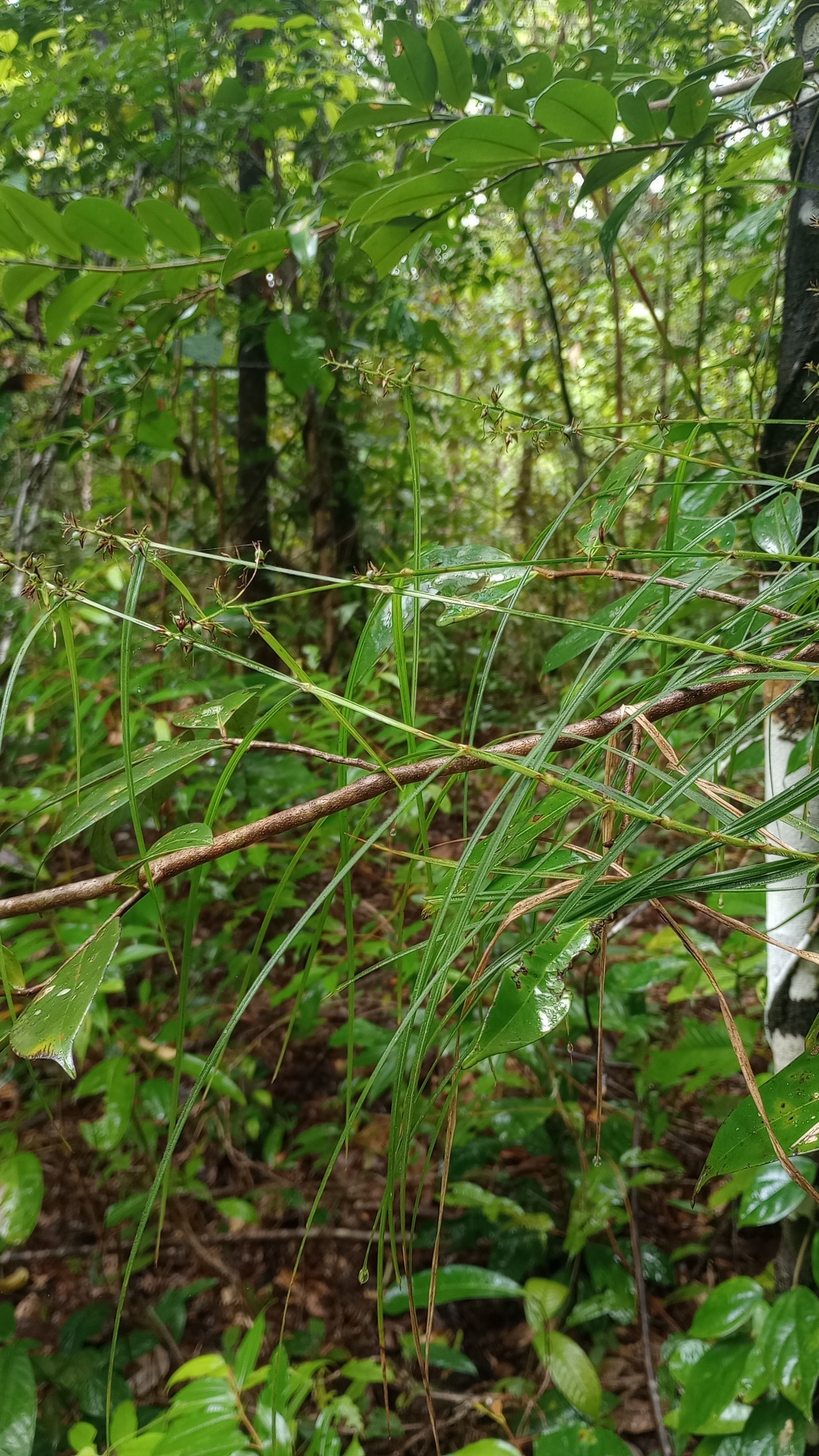 Imagem de Cipó-de-fogo