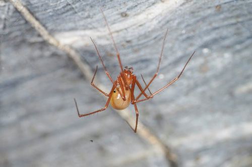 Pimoa clavata