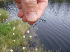 Coenagrion interrogatum