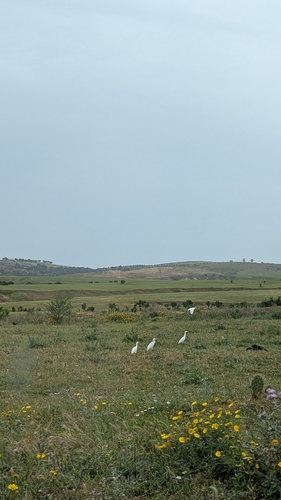 Western Cattle-Egret