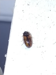 Reesa vespulae