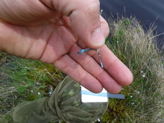 Coenagrion interrogatum