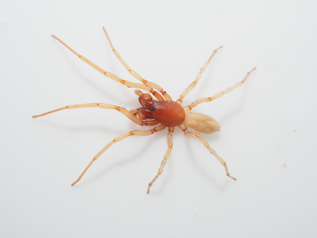 Dysdera dushengi