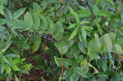 Polygonatum biflorum commutatum