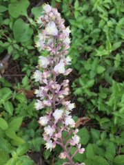 Thyrsanthemum floribundum