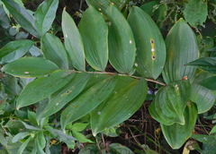Polygonatum biflorum commutatum