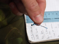 Coenagrion interrogatum