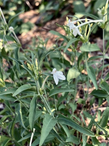 Image of Justicia longii by (c) Sue Carnahan, some rights reserved (CC BY)