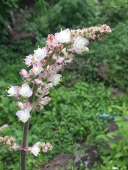 Thyrsanthemum floribundum