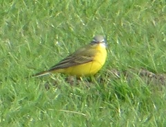 Motacilla flava flava