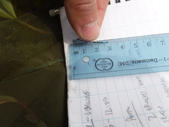 Coenagrion interrogatum