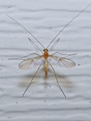Macrocera