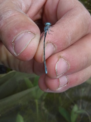 Coenagrion interrogatum