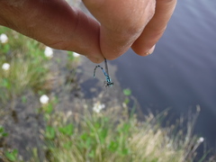 Coenagrion interrogatum