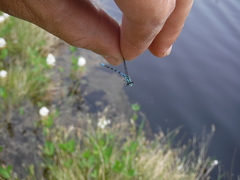 Coenagrion interrogatum