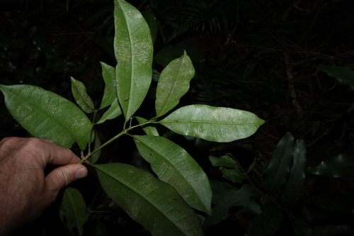 Image of Baloghia inophylla by (c) Greg Tasney, some rights reserved (CC BY-SA)