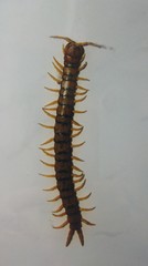 Scolopendra cingulata