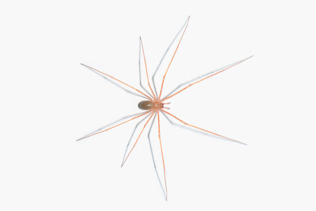 Pimoa xinjianensis