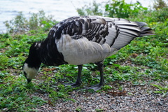 Branta leucopsis
