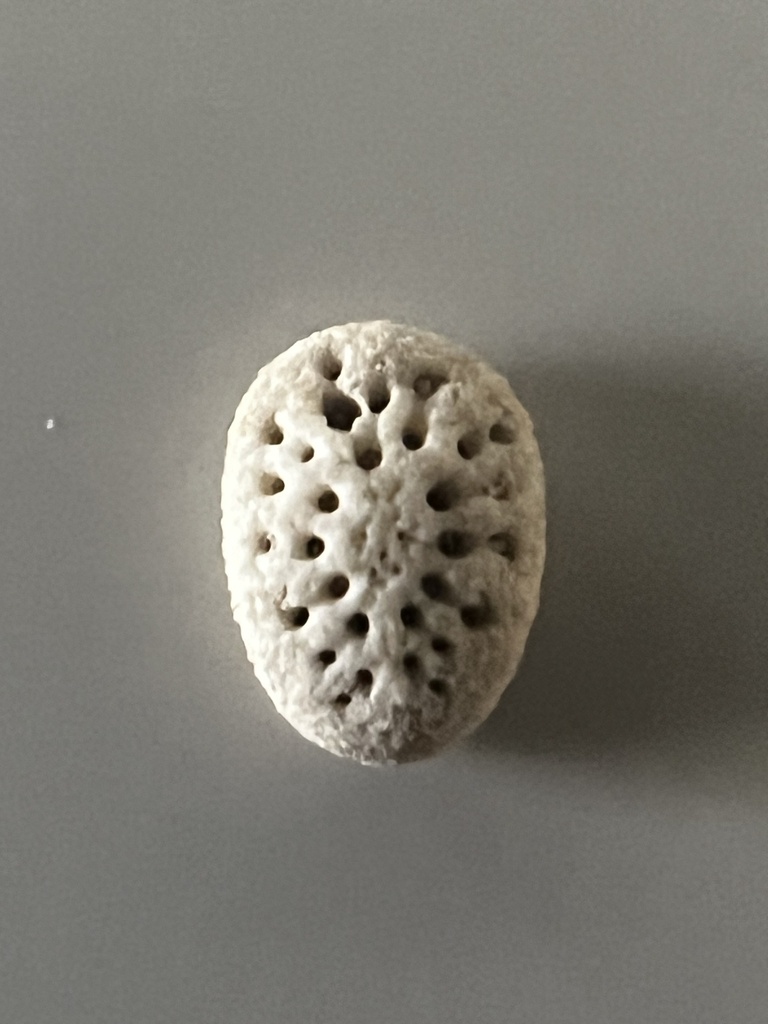 Fibularia cribellum