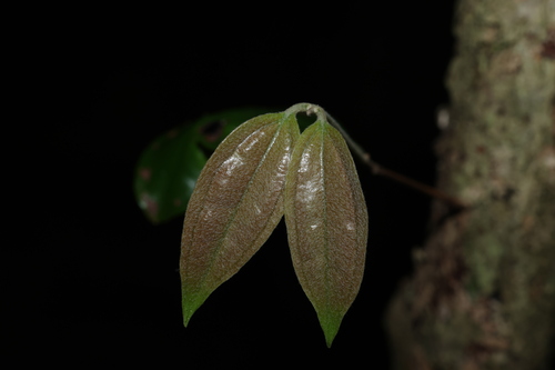 Image of Rhodamnia argentea by (c) Greg Tasney, some rights reserved (CC BY-SA)