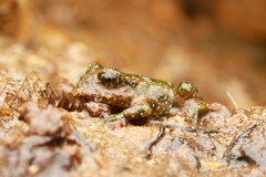 Hochstetter's Frog photo 4