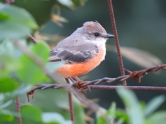Pyrocephalus rubinus