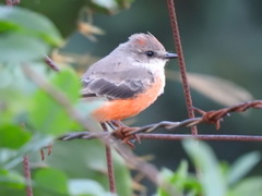 Pyrocephalus rubinus