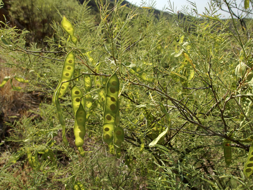 Image of Mariosousa millefolia by (c) Sue Carnahan, some rights reserved (CC BY)