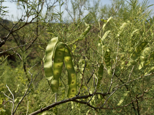 Image of Mariosousa millefolia by (c) Sue Carnahan, some rights reserved (CC BY)