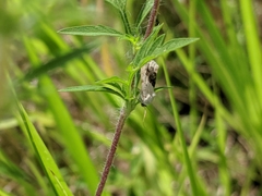 Ponometia erastrioides