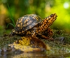 Common Box Turtle - Photo (c) Richard Coldiron, some rights reserved (CC BY-NC), uploaded by Richard Coldiron