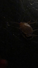 Ectobius pallidus
