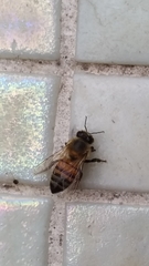 Apis mellifera