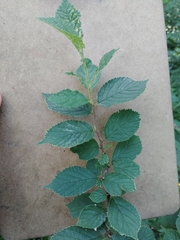 Prunus triloba