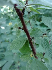 Prunus triloba