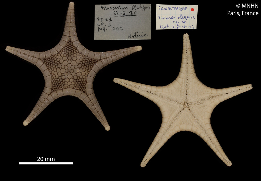 Iconaster elegans