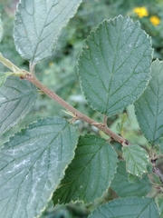 Prunus triloba