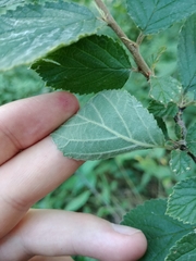 Prunus triloba