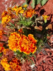 Tagetes