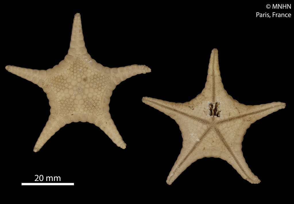 Iconaster uchelbeluuensis