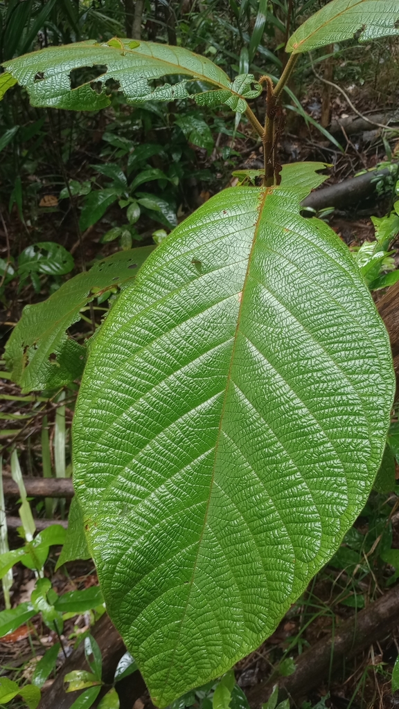 Coccoloba mollis