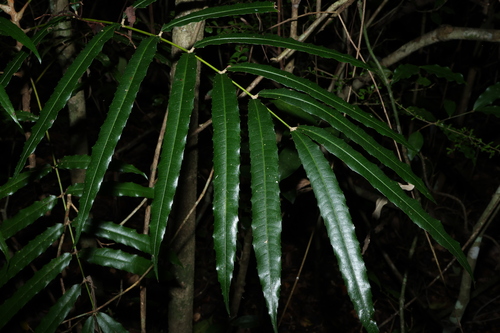 Akania bidwillii (Akania bidwillii)